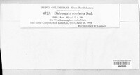 Didymaria conferta image